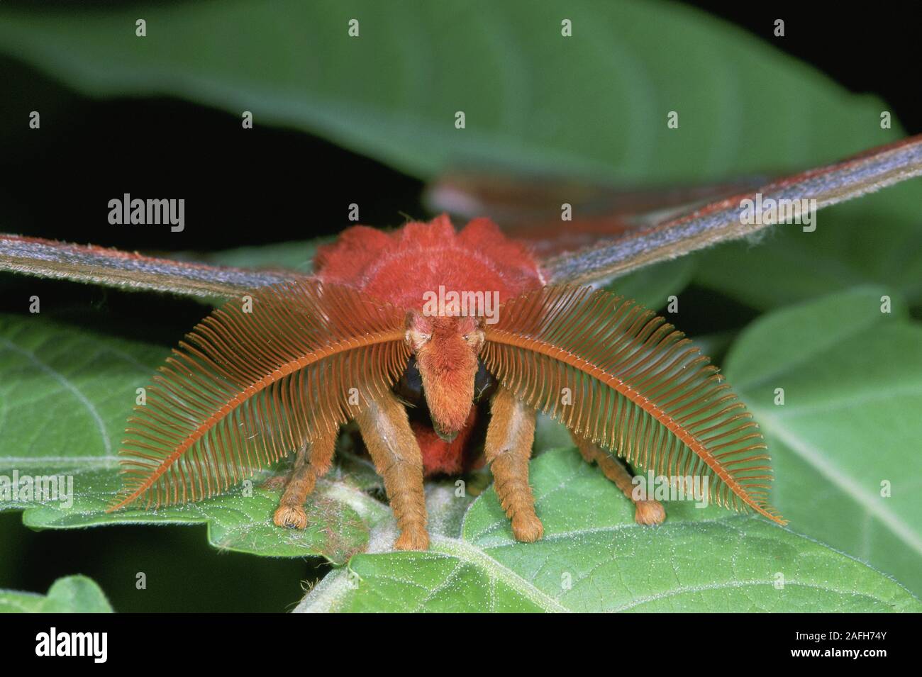 Atlas Moth (Attacus atlas) photographie macro détail de la plume de l'incroyable antenne d'un mâle. Banque D'Images