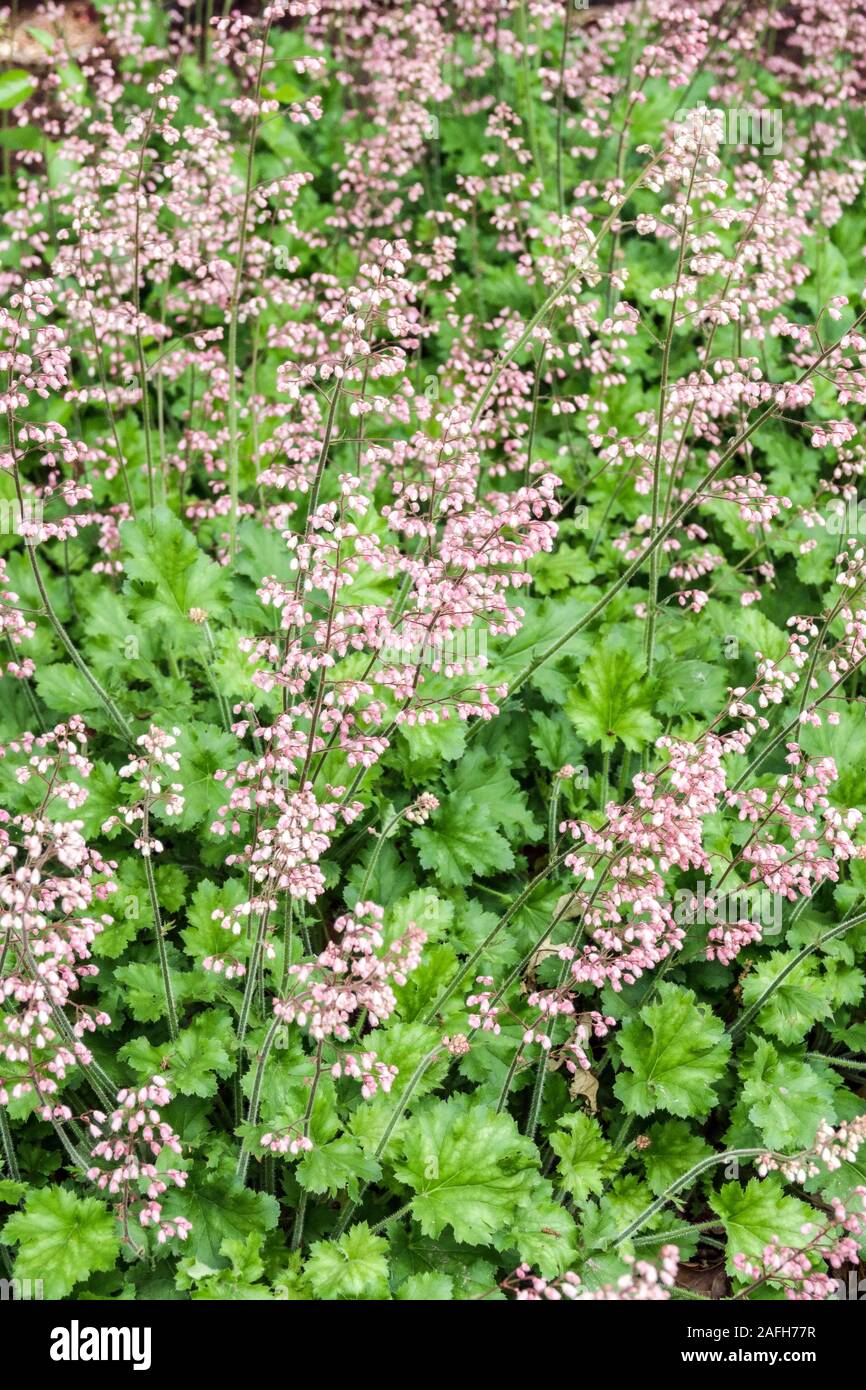 Heuchère Strawberry Swirl Banque D'Images