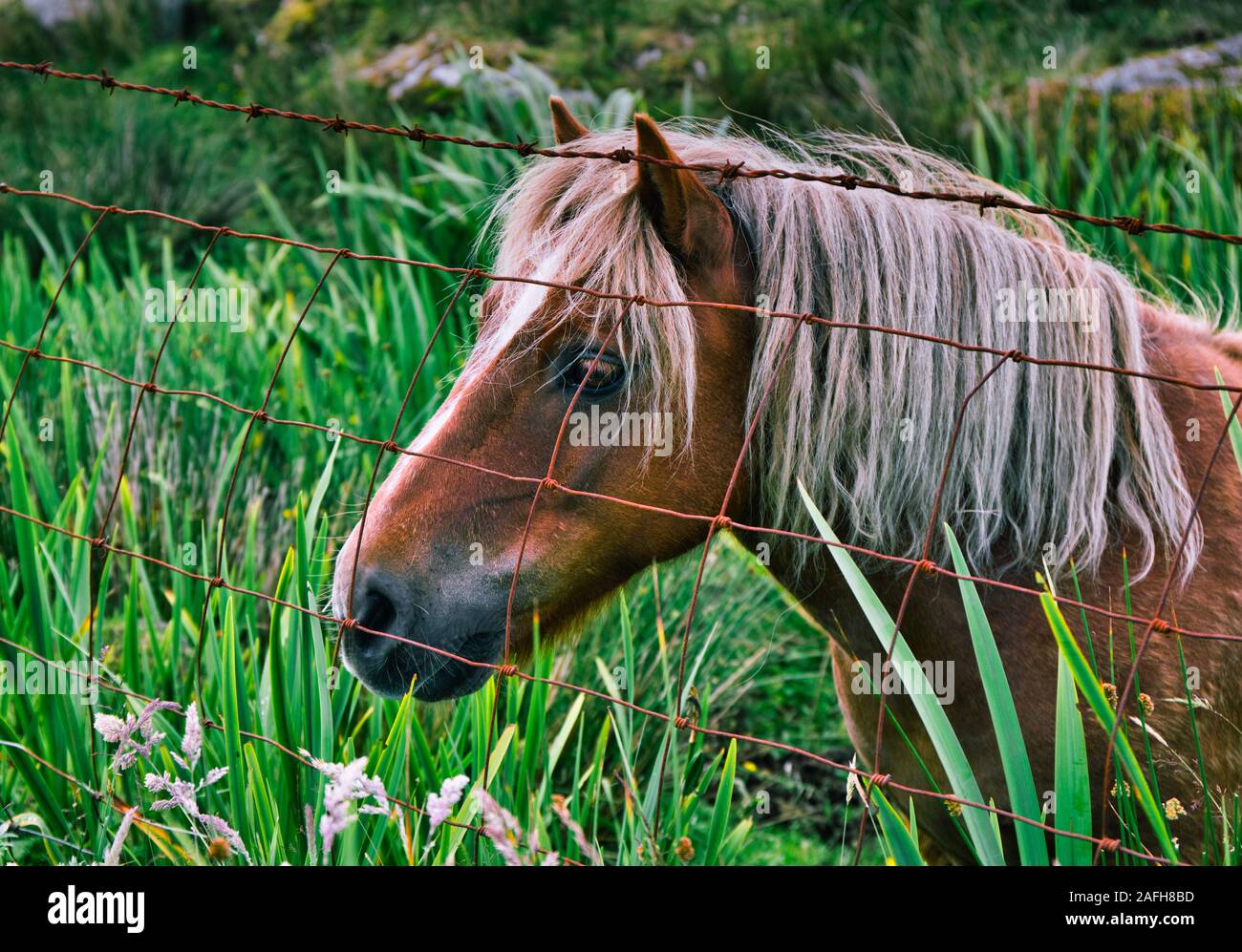 Poney Shetland debout à côté de barbelés, Isle of Harris, Hébrides extérieures, en Écosse Banque D'Images
