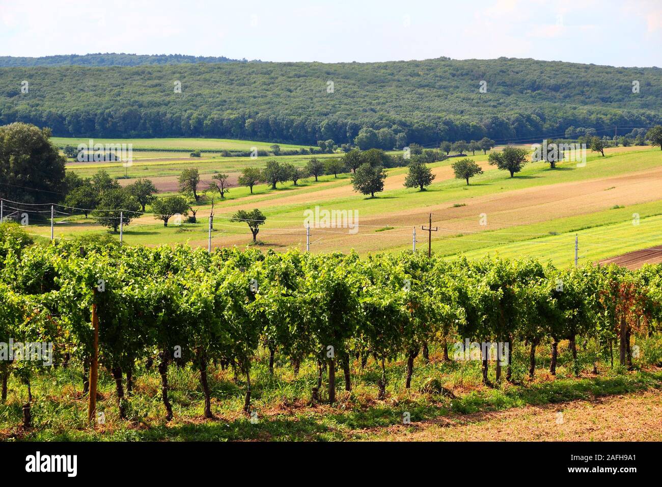 Autriche - Burgenland agriculture région viticole. Vignoble en été. Banque D'Images