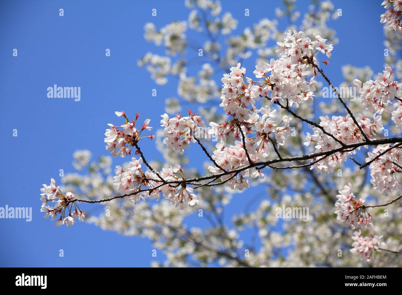 Le parc Ueno à Tokyo, Japon - Printemps cerisiers en fleurs (Sakura). Banque D'Images