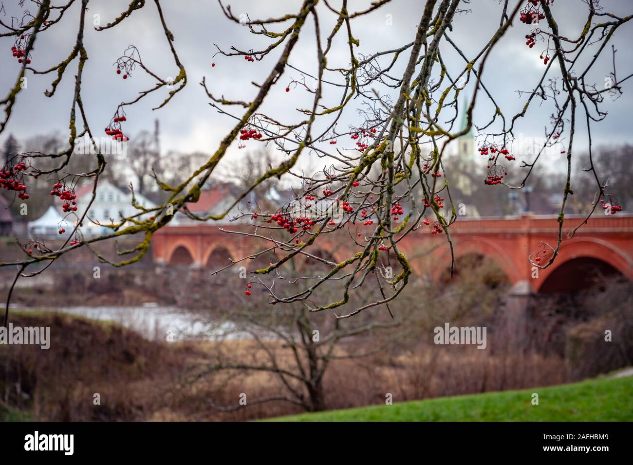 Arbre généalogique avec la sorbe Kuldiga bridge en arrière-plan, la Lettonie Banque D'Images