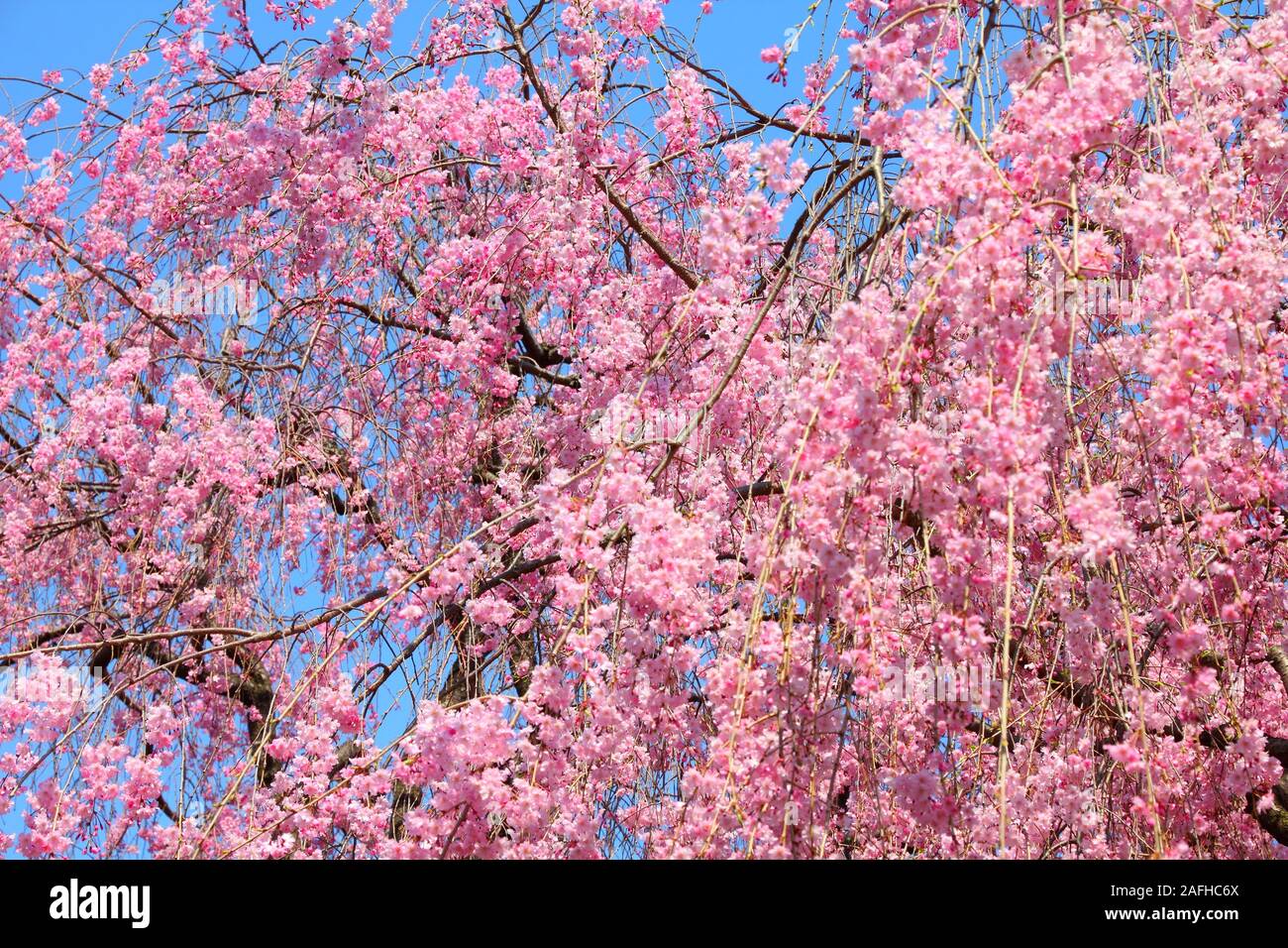 Le parc Ueno au printemps. Les fleurs de cerisier à Tokyo, Japon. Les fleurs de cerisier rose. Cerisier pleureur - shidarezakura. Banque D'Images