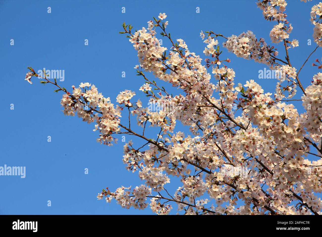Tokyo au printemps. Les fleurs de cerisier à Tokyo, Japon. White sakura dans le coucher du soleil la lumière. Banque D'Images