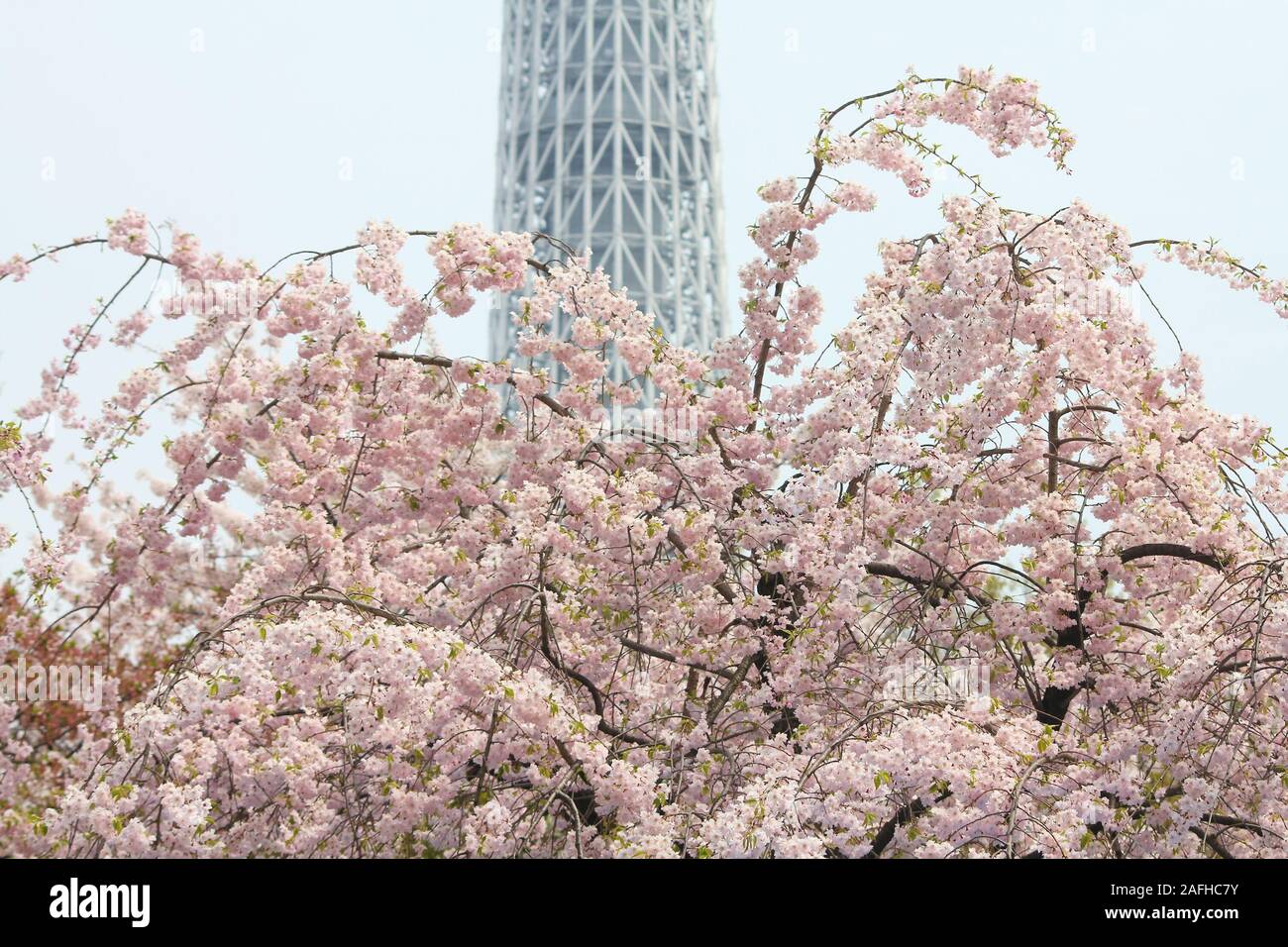 Tokyo au printemps. Les fleurs de cerisier à Tokyo, Japon. Pink Sakura dans parc Sumida. Banque D'Images