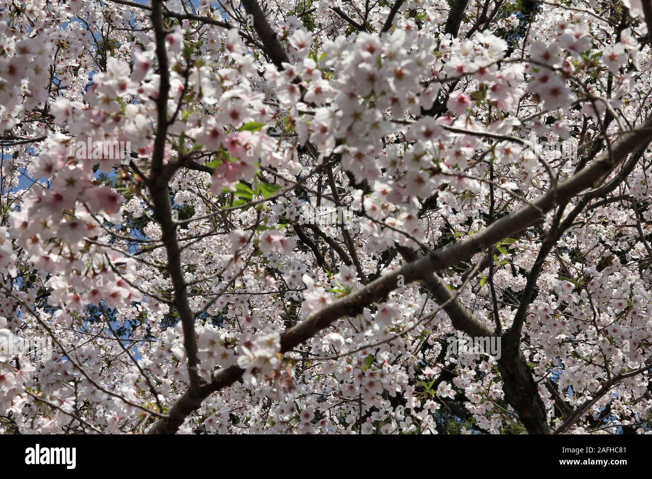 Le parc Ueno au printemps. Les fleurs de cerisier à Tokyo, Japon. Sakura blanc. Banque D'Images