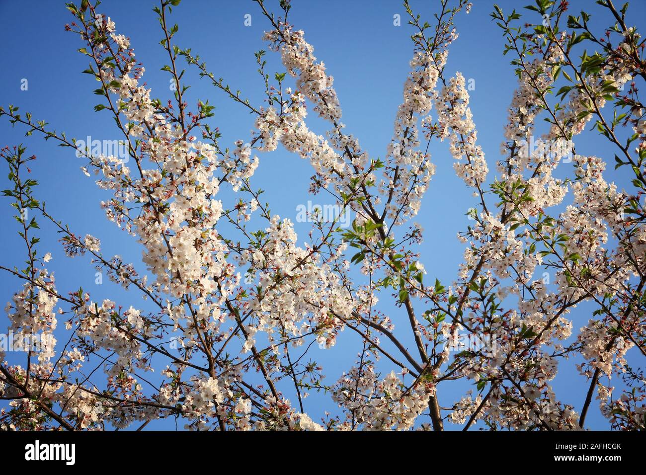 Tokyo au printemps. Les fleurs de cerisier à Tokyo, Japon. White sakura dans le coucher du soleil la lumière. Banque D'Images
