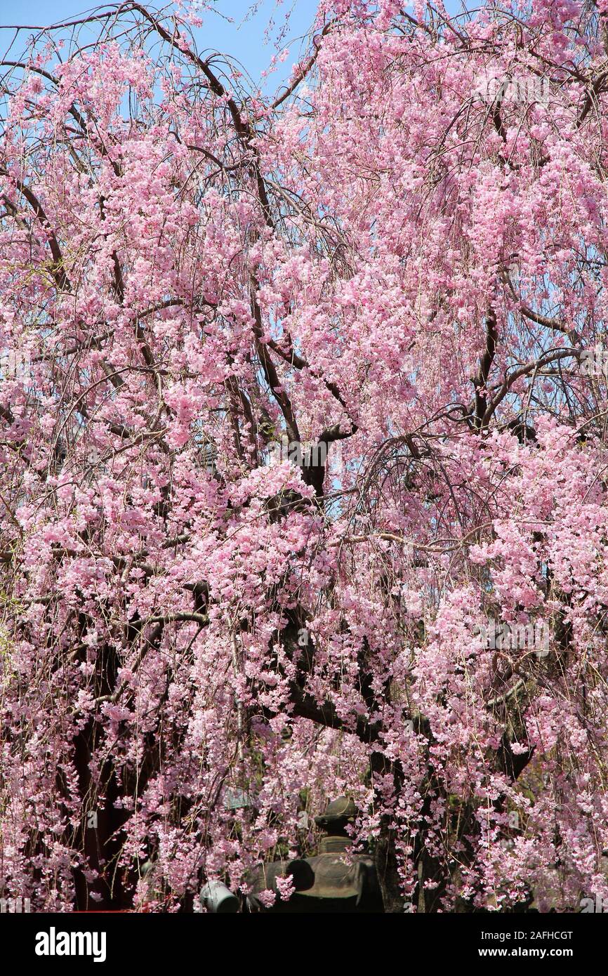 Le parc Ueno au printemps. Les fleurs de cerisier à Tokyo, Japon. Les fleurs de cerisier rose. Cerisier pleureur - shidarezakura. Banque D'Images