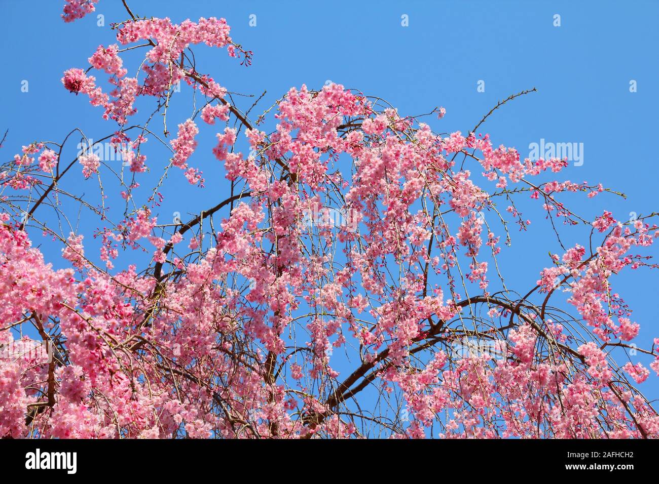 Le parc Ueno au printemps. Les fleurs de cerisier à Tokyo, Japon. Les fleurs de cerisier rose. Cerisier pleureur - shidarezakura. Banque D'Images