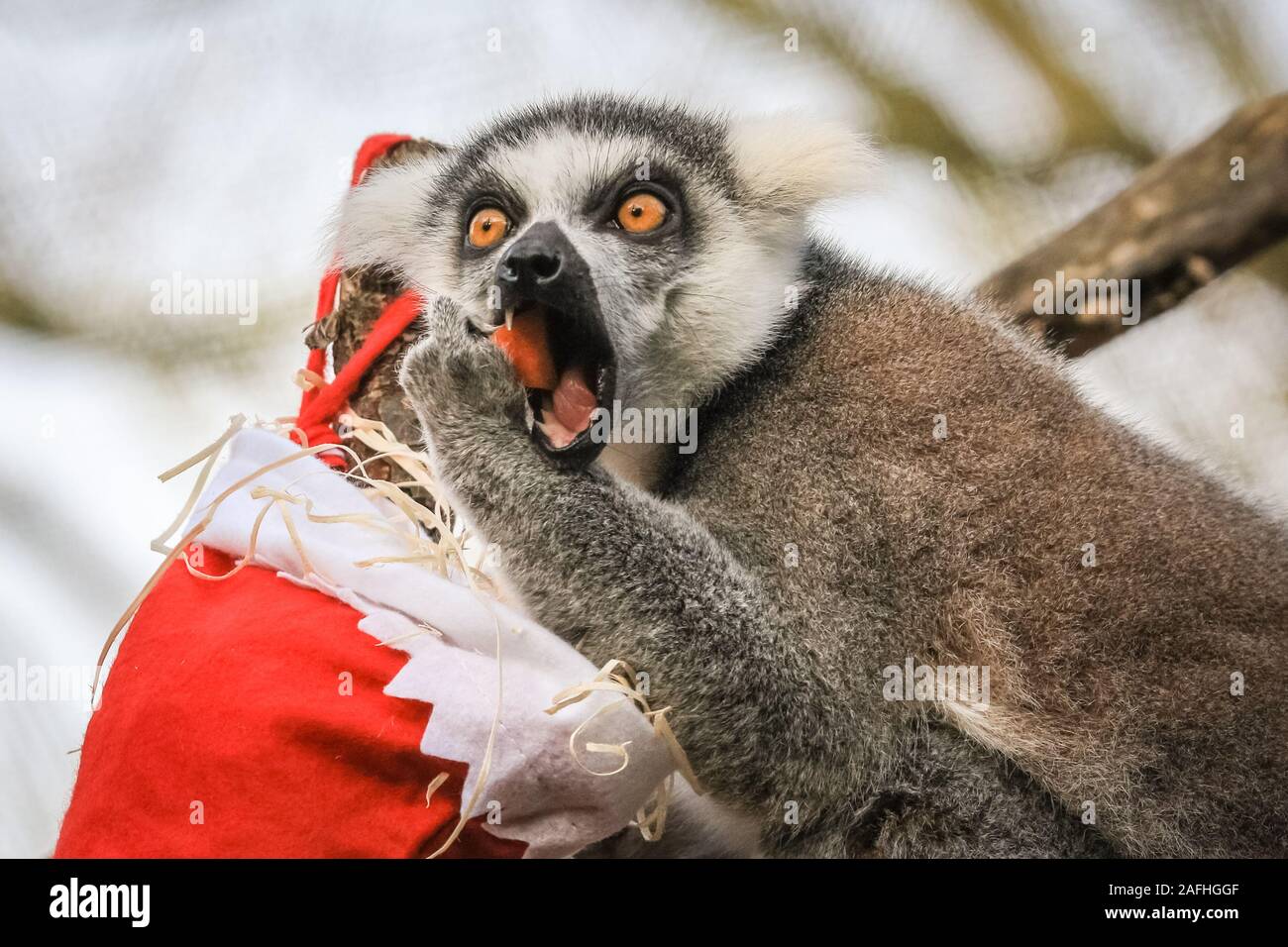 16 déc 2019 Londres. Le Zoo's ring-tailed lémuriens inscrivez-vous dans l'action avec leur propre pendaison bas, farcies avec un choix de garnitures de légumes. Ring-tailed lémuriens (Lemur catta) sont classées comme étant en voie de disparition à cause de la perte d'habitat, de la chasse pour la viande de brousse et le commerce d'animaux exotiques. Ils sont originaires de Madagascar. Le compte à rebours de Noël a commencé à ZSL London Zoo, zoo comme saisonniers apportent occupé surprises pour les résidents du Zoo. Dans Tiger Territoire, le tigre se jette sur Asim enveloppés dans des couleurs vives présente rempli de son favori turquie ailes. Credit : Imageplotter/Alamy Live News Banque D'Images