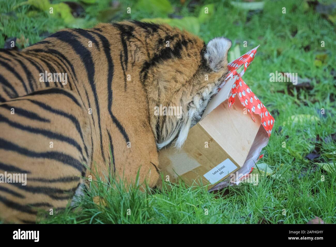 16 déc 2019 Londres. Dans Tiger Territoire, le tigre se jette sur Asim enveloppés dans des couleurs vives présente rempli de son favori turquie ailes. Les tigres de Sumatra (Panthera tigris sumatrae) sont classées comme En danger critique d'extinction dans la nature à travers la perte de l'habitat et le braconnage, avec moins de 300 à gauche. Le compte à rebours de Noël a commencé à ZSL London Zoo, zoo comme saisonniers apportent occupé surprises pour les résidents du Zoo. Dans Tiger Territoire, le tigre se jette sur Asim enveloppés dans des couleurs vives présente rempli de son favori turquie ailes. Credit : Imageplotter/Alamy Live News Banque D'Images