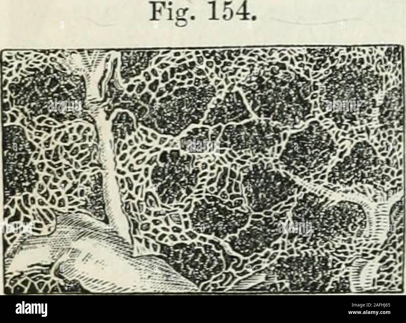 . La physiologie humaine. Lobules de la glande parotide, dans l'Em-bryo des brebis. 522 LA SÉCRÉTION.^ moutliful witli première de l'alimentation. Le montant moyen de l'secretionin la vingt-quatre heures n'a pas été considéré comme fourounces à dépasser. Mm. offrant et Schmidt/ cependant, estimer l'probableamount pour un adulte à 140 kilogramme ou entre trois et fourpounds dans les vingt-quatre heures. Selon Berzelius,^ ses électeurs sont-eau, 9922 ; peculiaranimal point, 2*9 ; le mucus, I-I ; les chlorures de sodium et de potassium,17 ; de lactate de sodium, et des animaux, 09 ; soda, 0*2. Dis. Bostock^et th Banque D'Images