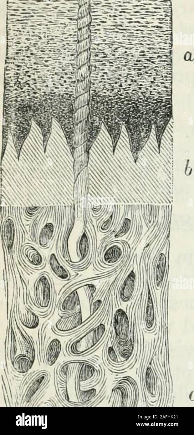 . Physiologie humaine. L'oxyde de fer à repasser,et une inappreciable quantité de matière animale. Berzelius* ce qui concerne la tenue de l'eau solution cti en chlorures de potassium et de sodium, lacticacid, lactate de sodium, et un peu de matières animales ; Anselmino, comme con-sisting osmazome d'une solution de chlorure de sodium, de calcium et d'acide acétique,et un acétate alcalin, glandes salivaires, les sulfates d'sodaand potassa, et sels calcaires, de mucus, d'albumen, sebaceoushumor, et de gélatine dans des proportions variables ; et M. EaspaiP looksupon comme un acide produit de la désorganisation de la peau. Thesolid électeurs, le CAC Banque D'Images