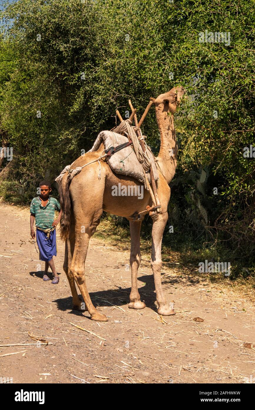 L'Éthiopie, du Tigré, camel pack se nourrit de feuilles de route à côté de l'autoroute à Wldiya Makale Banque D'Images