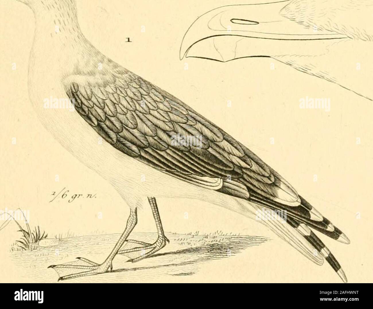 . Iconographie du règne animal de G. Cuvier, UO, Représentation d'après la nature de l'une des espèces les plus et souvent non encore figurées de chaque genre d'animaux : avec un texte descriptif mis au courant de la science : ouvrage pouvant servir d'atlas un tous les traites de zoologie.  ?3vV ;. (^ ûuArùt. e££ 7}&gt;t^/&gt ;.^^coruj /r. ( /U/Anùrm^ -s : Banque D'Images