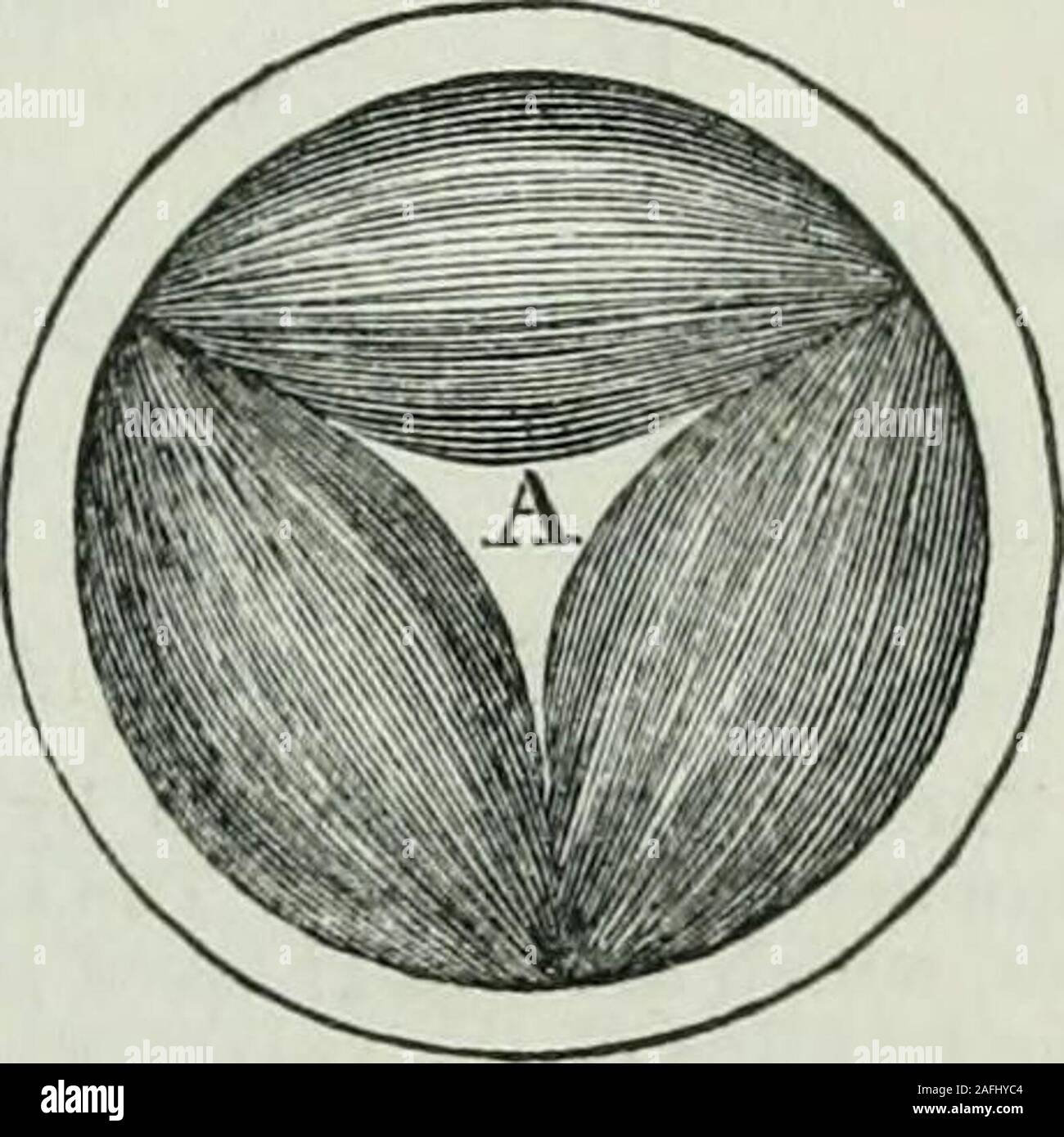 . Physiologie humaine. hed avec un distributeur de tripartite, appelé ou trigloddn tricuspide ; et l'artère pulmonaire a trois autres, le côlon sigmoïde ou semi-lunaires. Du bord de la valve tricuspide, près de la pointe du cœur, petites, rondes,cordons tendineux^^ tendineoe cordons appelés sont envoyés oft, qui sont fixes, asrepresented dans Fig. 93, aux extrémités d'un peu de voiture à colonnes-néce, l'on appelle musculi papillares. Ces cordons tendineux sont d'alength de permettre à l'reniflardpour effectuer soient portées contre les côtés du ventricule, dans le dilatedstate de cet organe ; et à ad-mit de sa poussée backby le blo Banque D'Images . Physiologie humaine. hed avec un distributeur de tripartite, appelé ou trigloddn tricuspide ; et l'artère pulmonaire a trois autres, le côlon sigmoïde ou semi-lunaires. Du bord de la valve tricuspide, près de la pointe du cœur, petites, rondes,cordons tendineux^^ tendineoe cordons appelés sont envoyés oft, qui sont fixes, asrepresented dans Fig. 93, aux extrémités d'un peu de voiture à colonnes-néce, l'on appelle musculi papillares. Ces cordons tendineux sont d'alength de permettre à l'reniflardpour effectuer soient portées contre les côtés du ventricule, dans le dilatedstate de cet organe ; et à ad-mit de sa poussée backby le blo Banque D'Images