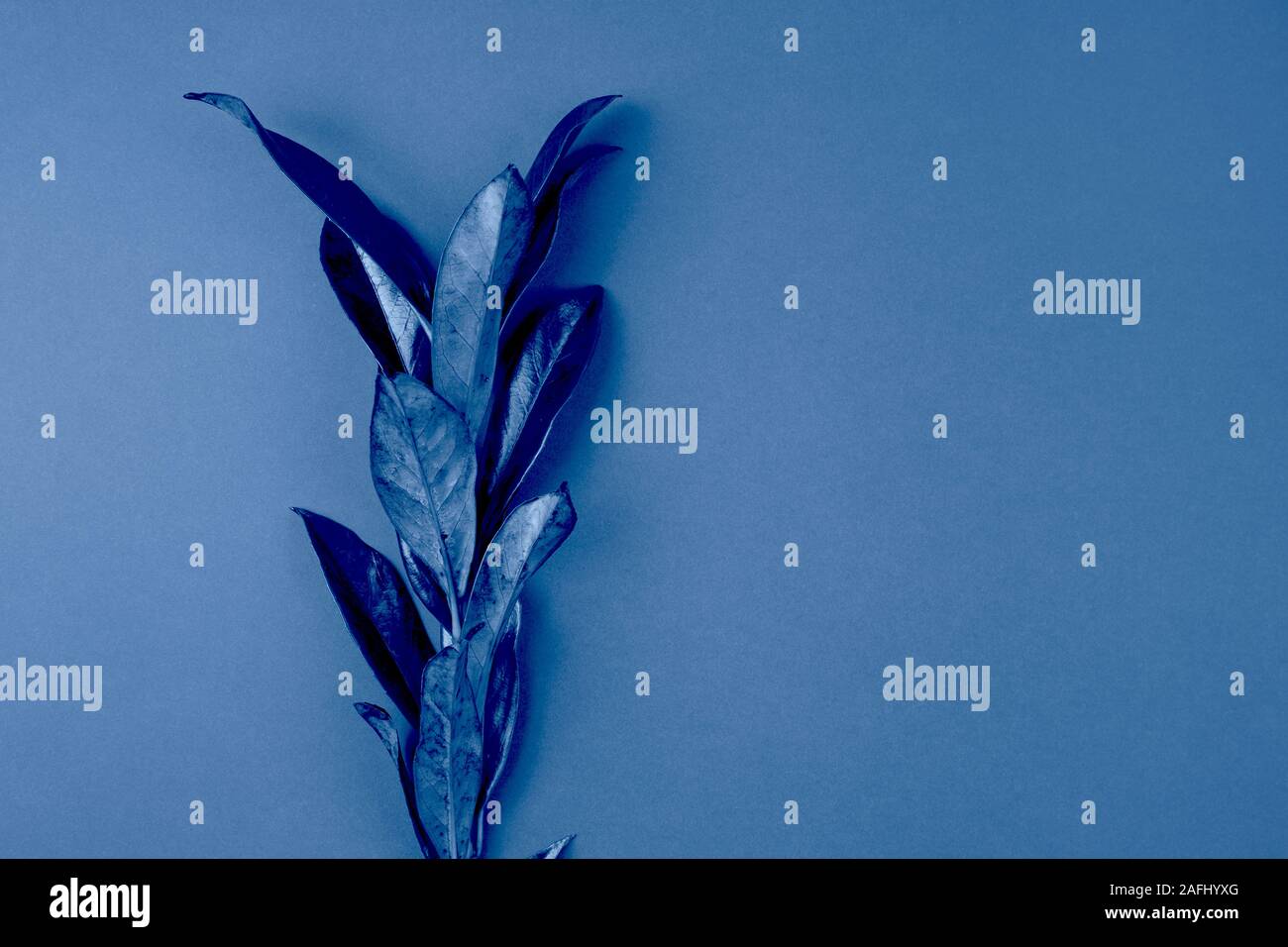 Succursale de laurel bay feuilles sur fond bleu Banque D'Images