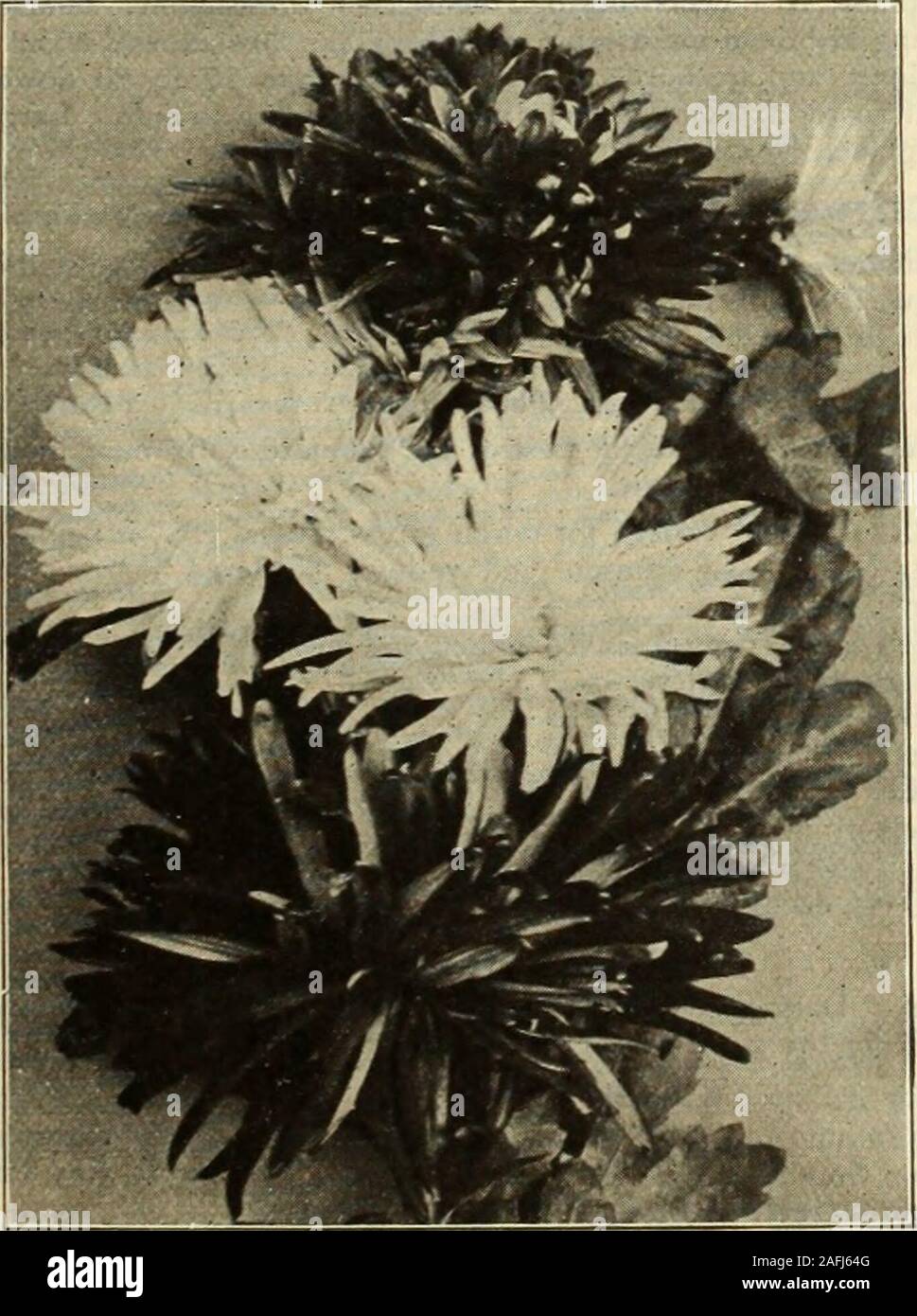 . Dreer's garden book 1915. {Chrysanthгёmes à floraison précoce offert à la page 126) Exposition chrysanthèmes. C. H. Totty. Une énorme châtaigne-rougeoyant scarlet.Chieftain. Une belle rose incurvé.Chrysolora. Beau début, incurvé, yellow.Comoleta. Clair, jaune vif début.Elberon. Grande Mouette rose japonais.F. T.. Quittenten Un magnifique réfléchies d'une couleur.Gloria. L'un des meilleurs roses de lumière.Harry E. Converse. Chestnut-crimson avec marche arrière en bronze.Mary Mason. Bronzy gigantesque-rouge.incomparable. L'un des meilleurs début de pourpres.Monrovia. L'un des meilleurs début de jaunes.Mme. Arnold. Un f Banque D'Images