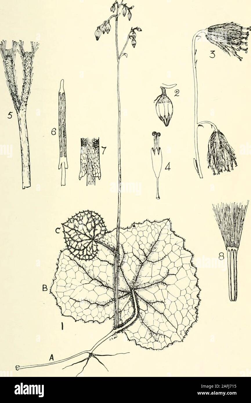 . Transactions et actes de la Botanical Society of Edinburgh. e plus neighborsof immédiate le nouveau genre nous ne trouvons l'geophilous Parasenecio.habitude, par conséquent, a des affinités avec l'uniphyllous geophilous,du nord, type et avec le plus radical,sud, scapigerous à feuilles type. Ces deux types, donne-ing à l'opinion de l'un de nous,- Senecioby ont été dérivés de la réponse faite à divers facteurs environnementaux.Il est à noter, par conséquent, que le appendagesof allongé le style et les étamines simple whichdistinguish le Tussila(/{,nin(ie et loin/ularia sont absents Banque D'Images