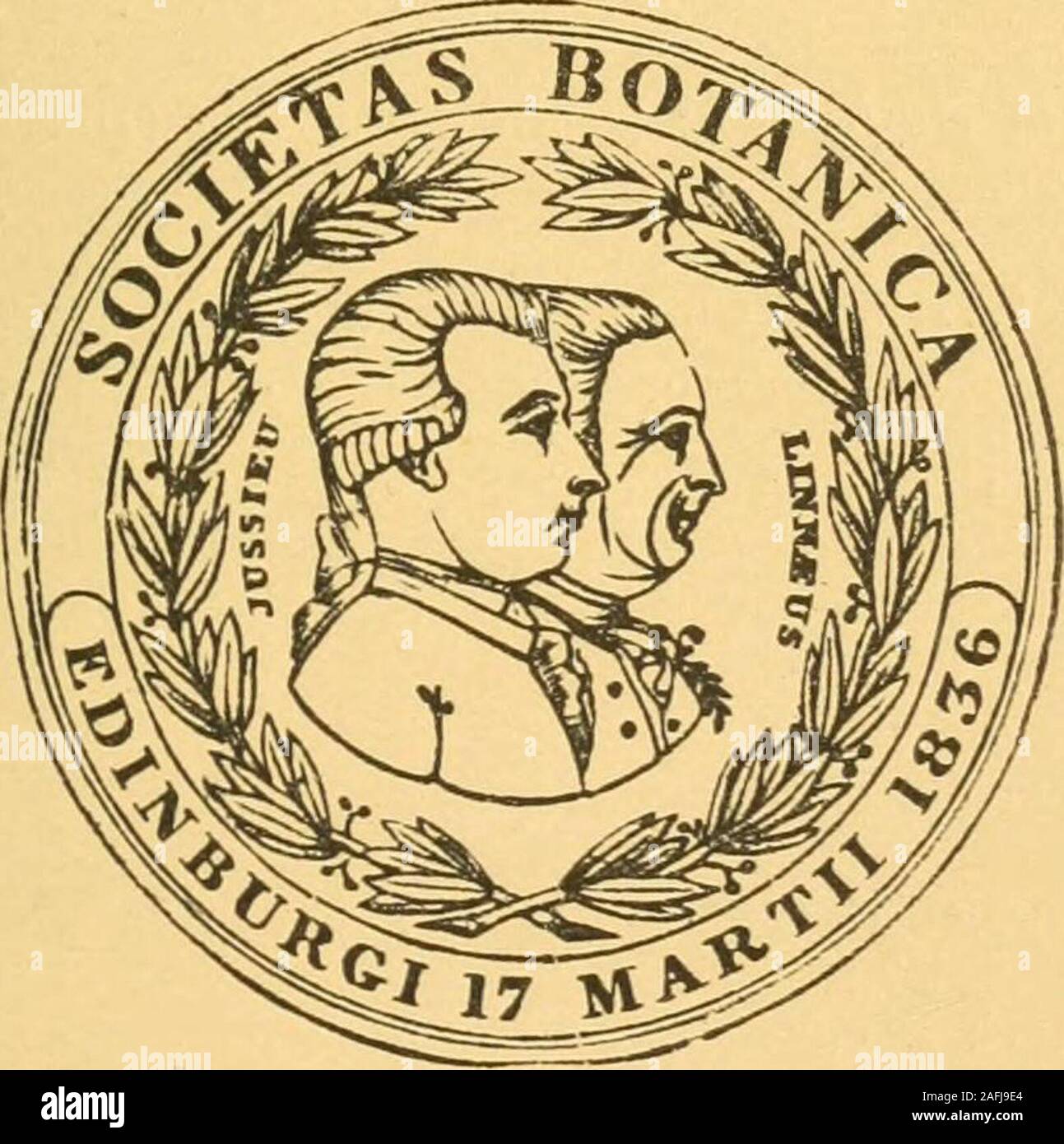 . Transactions et actes de la Botanical Society of Edinburgh. La SOCIÉTÉ D'ÉDIMBOURG 303 scabriusculae vel etiam ciliatae versus du bassin. Paniculaangusta, contracta, ambitu inferne sublinearis, interruptavel lobata, 3-5 cm. longa, 6-10 mm. diam. ramulispedicellis glabris laevibus ramis, superne scabriusculis pedicelliperbreves vel ; rare, 2 mm. longi. Spiculae obovatae ambitu,4-5 cm. longae superne, 2-3 mm., 3-4 florae latae, glabraenitidulae. Aequilongae spiculam subaequantes Glumae, alatere oblongae obtusiusculae, visa, 3-nerfs, pallidae magisminusve suftusae-purpureo. Rachille internodiis Banque D'Images