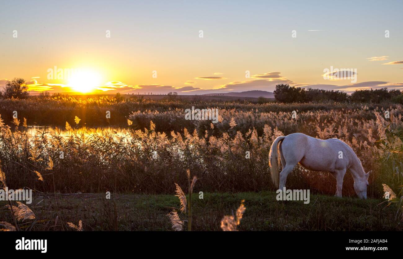 Coucher de soleil sur le marais à cheval Banque D'Images