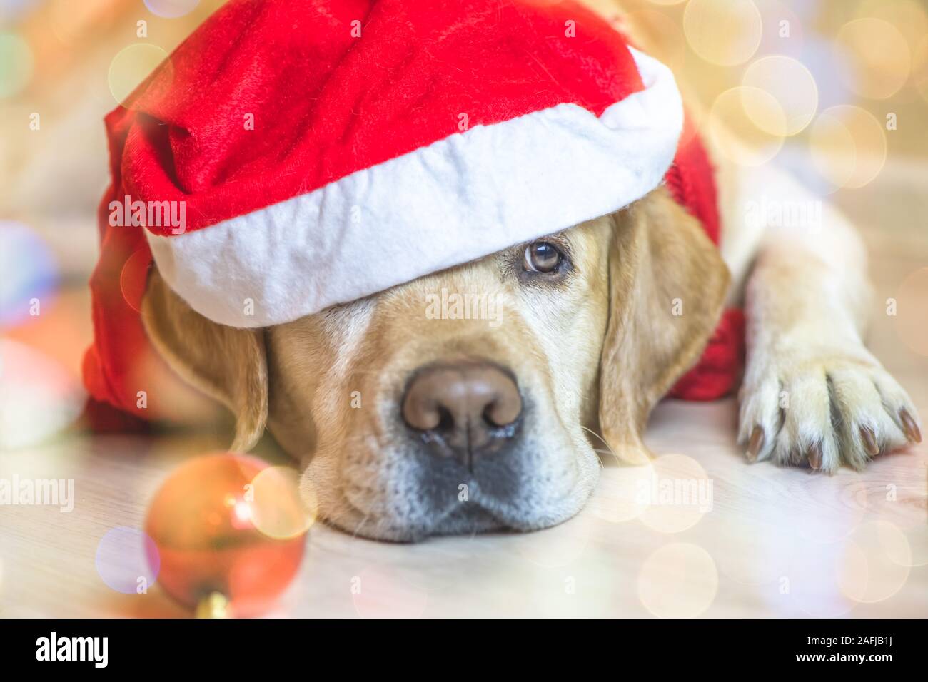 Chien Labrador dans une nouvelle année, la pac. Nouvelle Année. Noël Banque D'Images