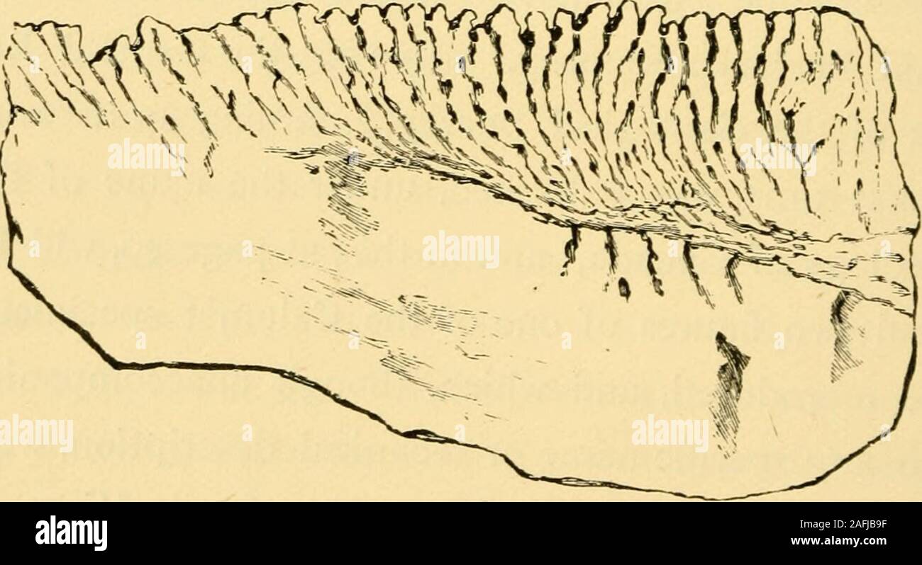 . Reliques de la vie primitive, début de la vie dans l'aube des temps géologiques. Fig. 26.- Le Eozoonfrom patiné modèle.(Grand Calumet recueillies par M. McMullen.). Fig. 27.-échantillon représentatif de l'échantillon représenté à la Fig. 26. La d&rk pièces sont les couches de matière calcaire convergeant vers la surface extérieure. 180 L'HISTOIRE D'UNE DÉCOUVERTE J3J de fossiles qu'il a été proposé de préparer, qu'il remarque que le mode de conservation de certaines autres choses et fossilwoods avec qui j'étais familier, et qu'il me montrer le document dans la preuve, afin qu'il a peut-être des suggestions à faire thatoccu Banque D'Images