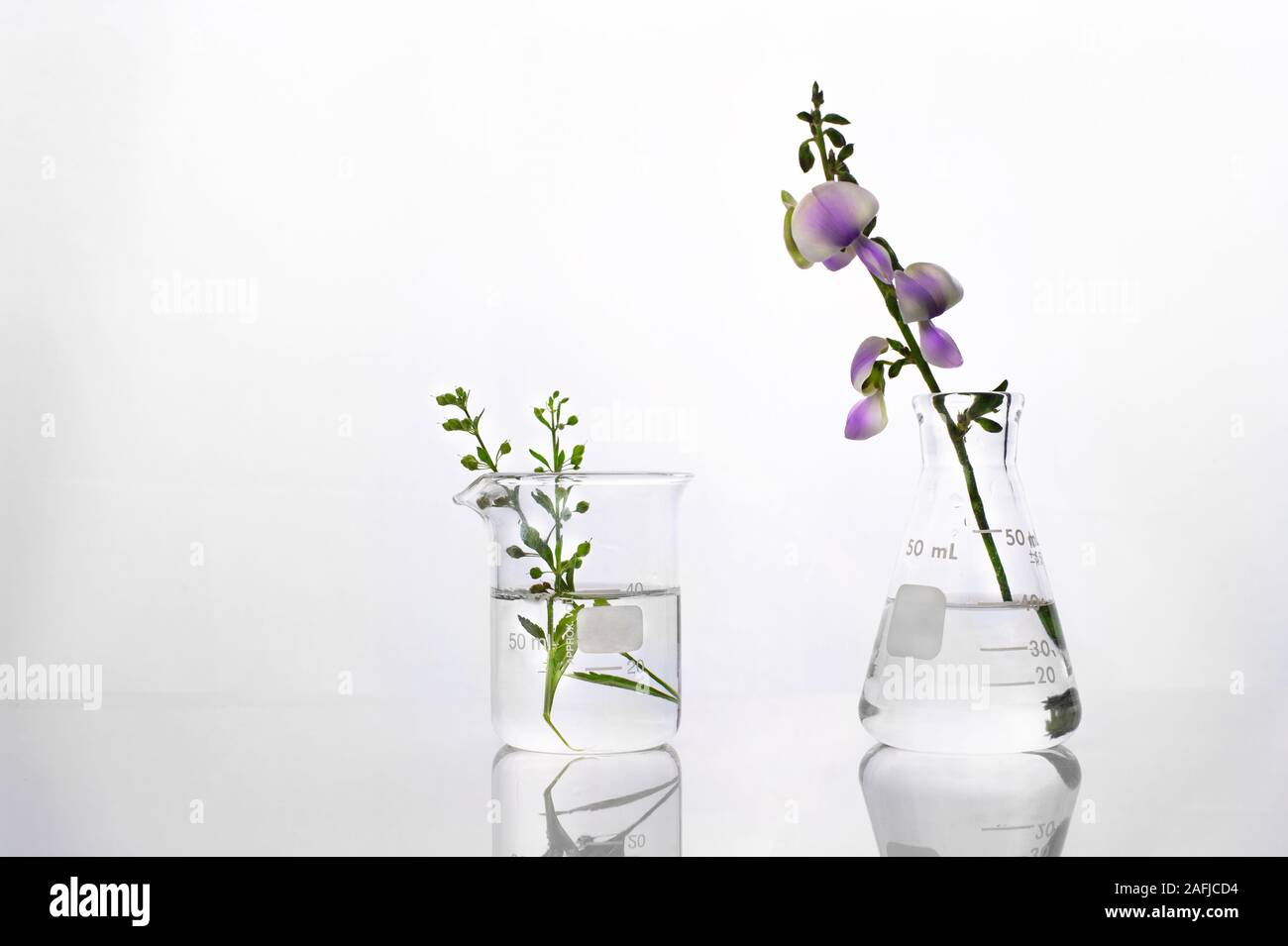 Plante verte sauvage et fleur pourpre ballon et becher dans la biotechnologie sciences laboratoire cosmétique blanc fond Banque D'Images