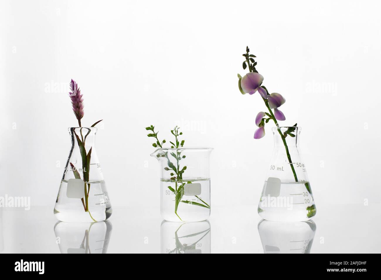Plante verte sauvage et de fleurs de mauve et rose ballon bécher en biotechnologie sciences laboratoire cosmétique blanc fond Banque D'Images