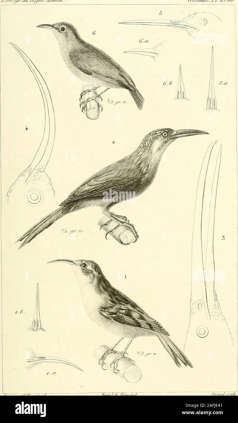 . Iconographie du règne animal de G. Cuvier, UO, Représentation d'après la nature de l'une des espèces les plus et souvent non encore figurées de chaque genre d'animaux : avec un texte descriptif mis au courant de la science : ouvrage pouvant servir d'atlas un tous les traites de zoologie. 1. Ariabates ùrrf ritvem ,7-f- Cub.R .A. tjf&gt ;.i.^g ? 2 . Ip Synallaxis^znàr/rje (in&gt;i.i.^o-5.Situ c&lt;r,rf(r/i^,t. (W. Ji, Mi,.. t. ix&Lt ;^. /Tw ?/ttf&Lt ;// J&J'Jiè&Lt ;//i&Lt ;^ jL/tf/•^ziioe Ûùre fial. J1.2 Èi 3.. £"/,r j-nt /&gt ;^"";u/. irtrmn/ J-cuAf. 1. ^Certliia iarnrZ ûw lwii/-.JiA- /.y,/,, vi.î^ a.pt&gt Banque D'Images