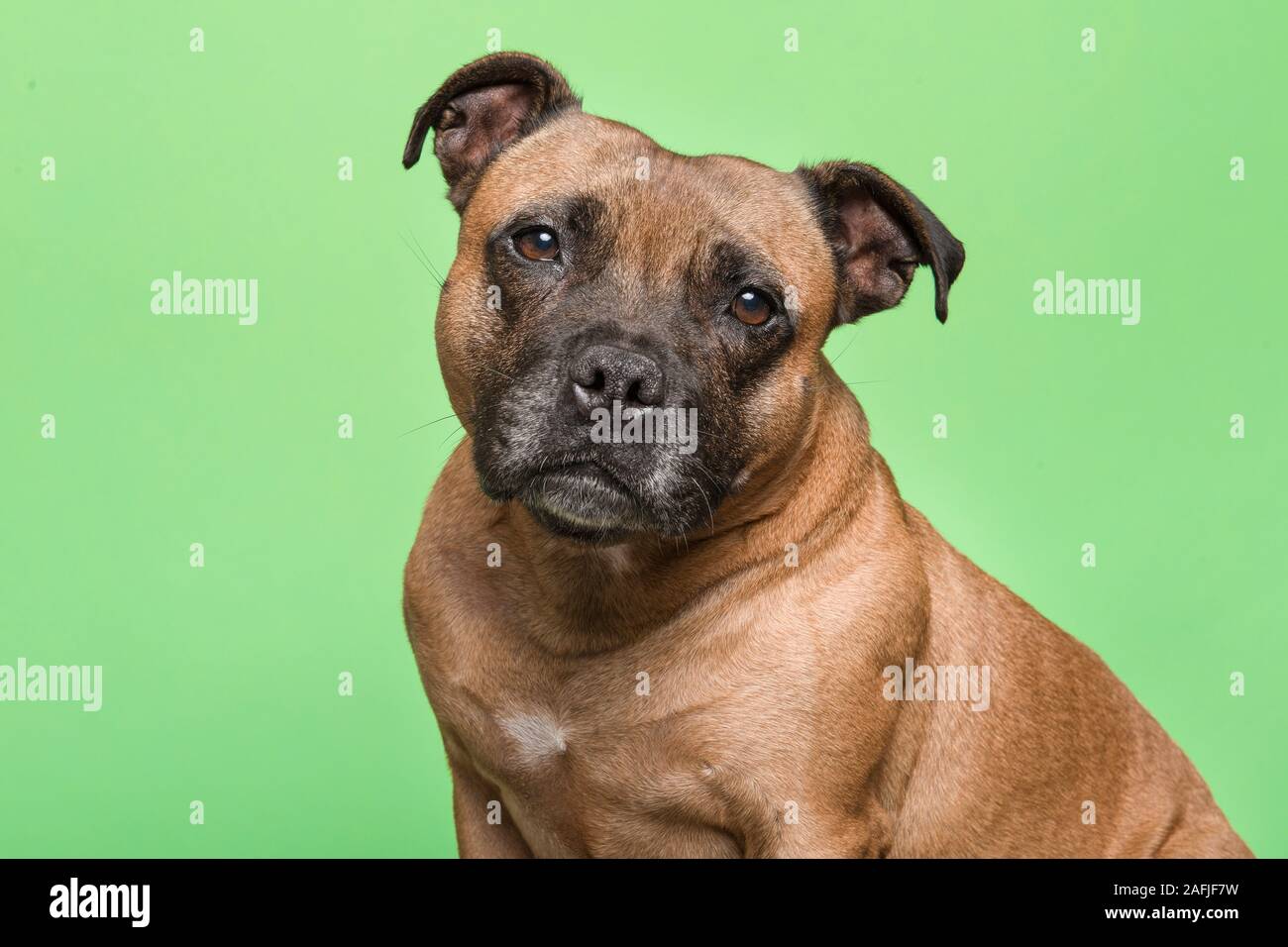 Portrait of a cute English Staffordshire Terrier regardant la caméra sur un fond vert Banque D'Images