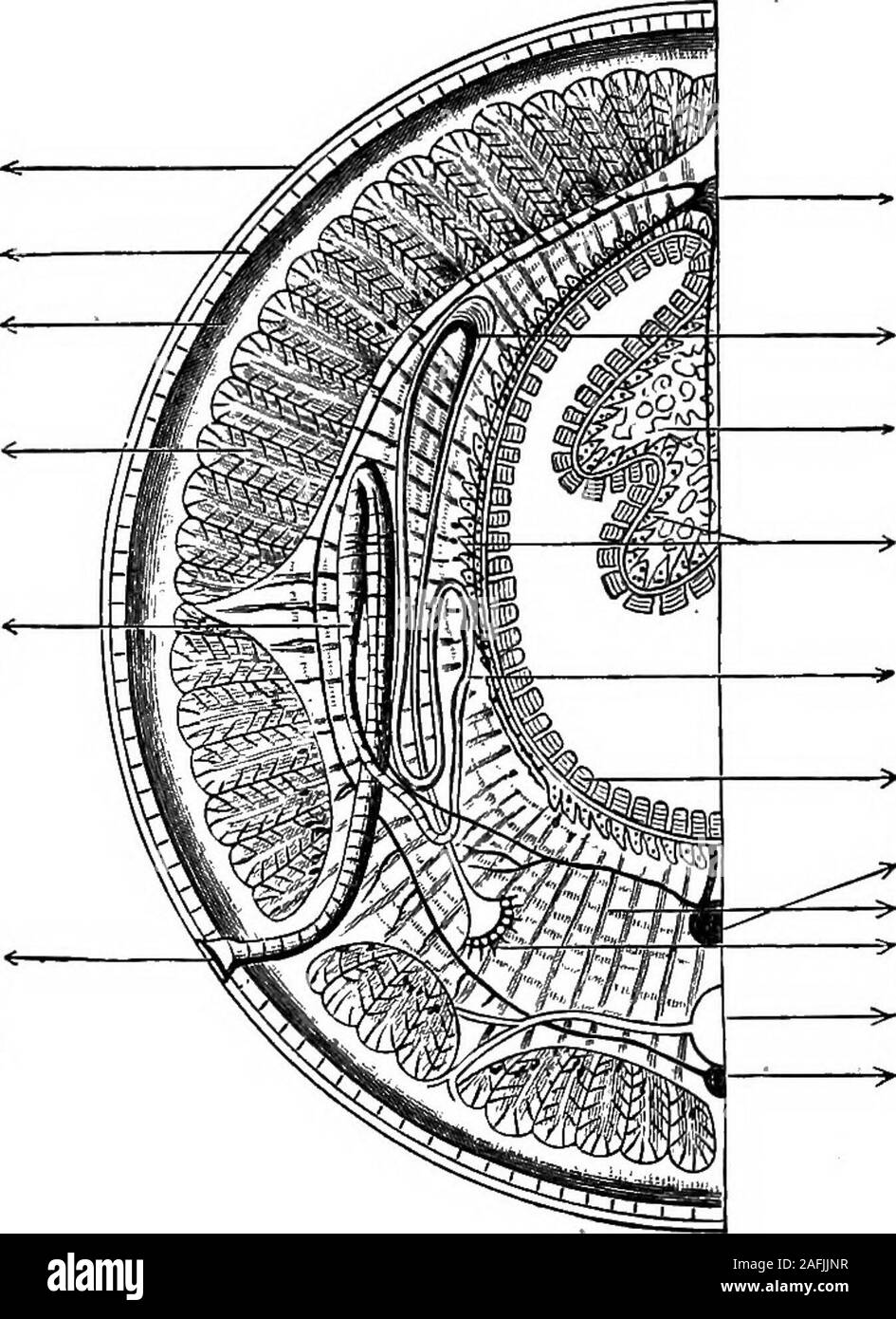 La physiologie de l'Invertébrés. opicalmethods utilisés dans l'examen des  organes du Oligochceta segmentaires et les organes de l'Asteridea. Les  néphridies d Hirvdo contiennent de l'acide urique et de sodium;et il se