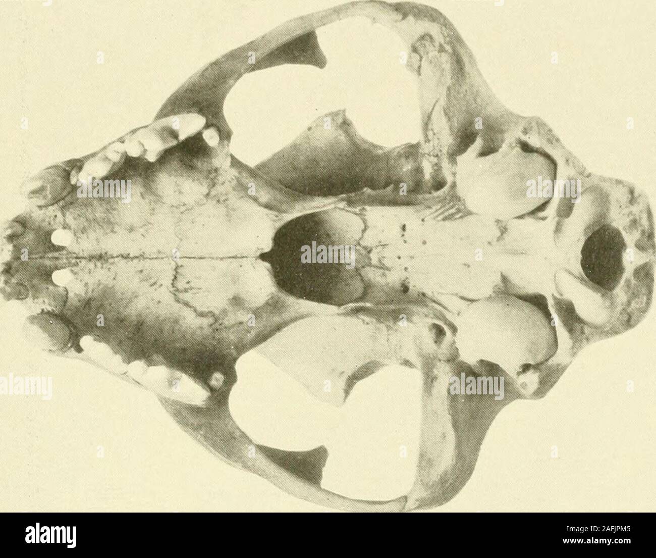 . Bulletin - United States National Museum. Banque D'Images