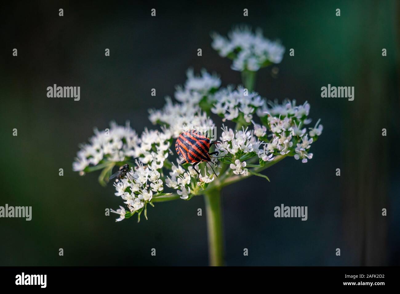 Plan Macro sur un shieldbug à rayures orange (Graphosoma lineatum) sur adjudication wite fleurs avec un arrière-plan flou Banque D'Images