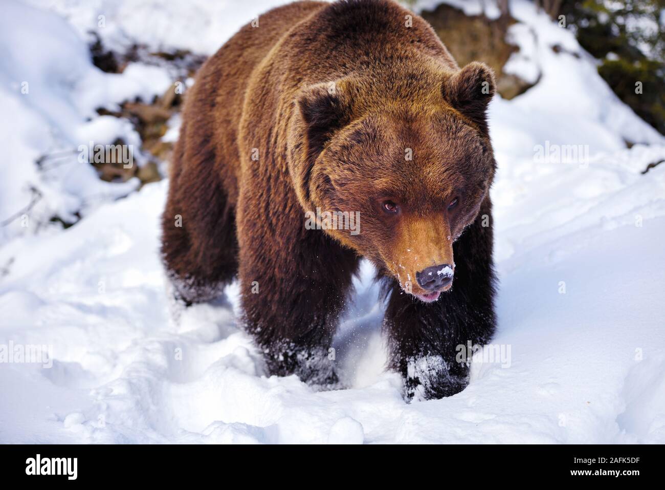 Wild brown bear (Ursus arctos) sur la neige Banque D'Images
