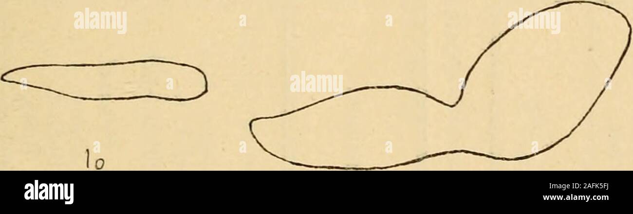 . Annales des sciences naturelles. r&gt ; j. j. .IyU aguia (rapace). ^. Aigrette (grand (Jchassier). 3. Canard sauvage (palmipède deau douce). 4. Perruche de Swaison (grimpeur ;,a. Goéland argenté (palmipède marin).6. Vanneau huppé (petit échassior). PI. [I. - Lia/es ramenées au kilo danimal. 7. Carouge (passereau). 8. Nandou (coureur). 9. Gobe-mouclie à collier (passereau) 10. Pigeon colombin (sauvage). 11. Cou-coupé (passereau). 12. Petit coq de bruyère (gallinacé). 0) (iri 111 peins. 10) Pas.sercaiix. Nous soiiiines aiueiiés extinguirse à donc que ce sont les grosOiseaux qui ont le moins de rat Banque D'Images