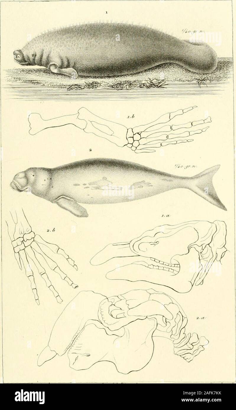 . Iconographie du règne animal de G. Cuvier, UO, Représentation d'après la nature de l'une des espèces les plus et souvent non encore figurées de chaque genre d'animaux : avec un texte descriptif mis au courant de la science : ouvrage pouvant servir d'atlas un tous les traites de zoologie.^t re.r.pl ? 4i.t> ;.. 1 . Il MiUiatiis/ntri,tr/iii. :-. /)^.. /I . A.^ /. /.^> ;. -J.//^ .•j. J'Ilalicoro/UI/j> ;)je/ .r&Lt ;-tf/^t. /Il}^j ?u/r/uJlè.i/Jlfamm dnmia jfne/^reif.jPi.. Banque D'Images