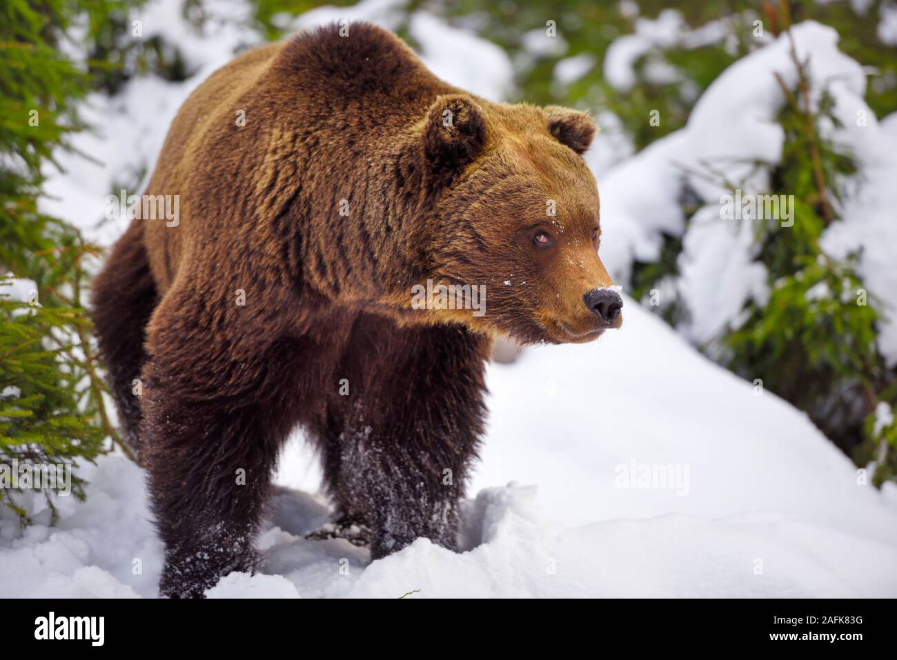 Wild brown bear (Ursus arctos) sur la neige Banque D'Images