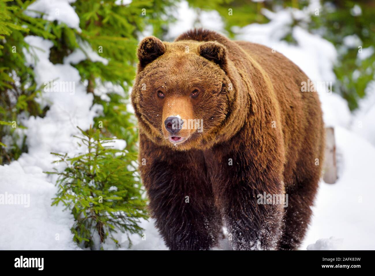 L'ours brun (Ursus arctos) dans son habitat naturel Banque D'Images