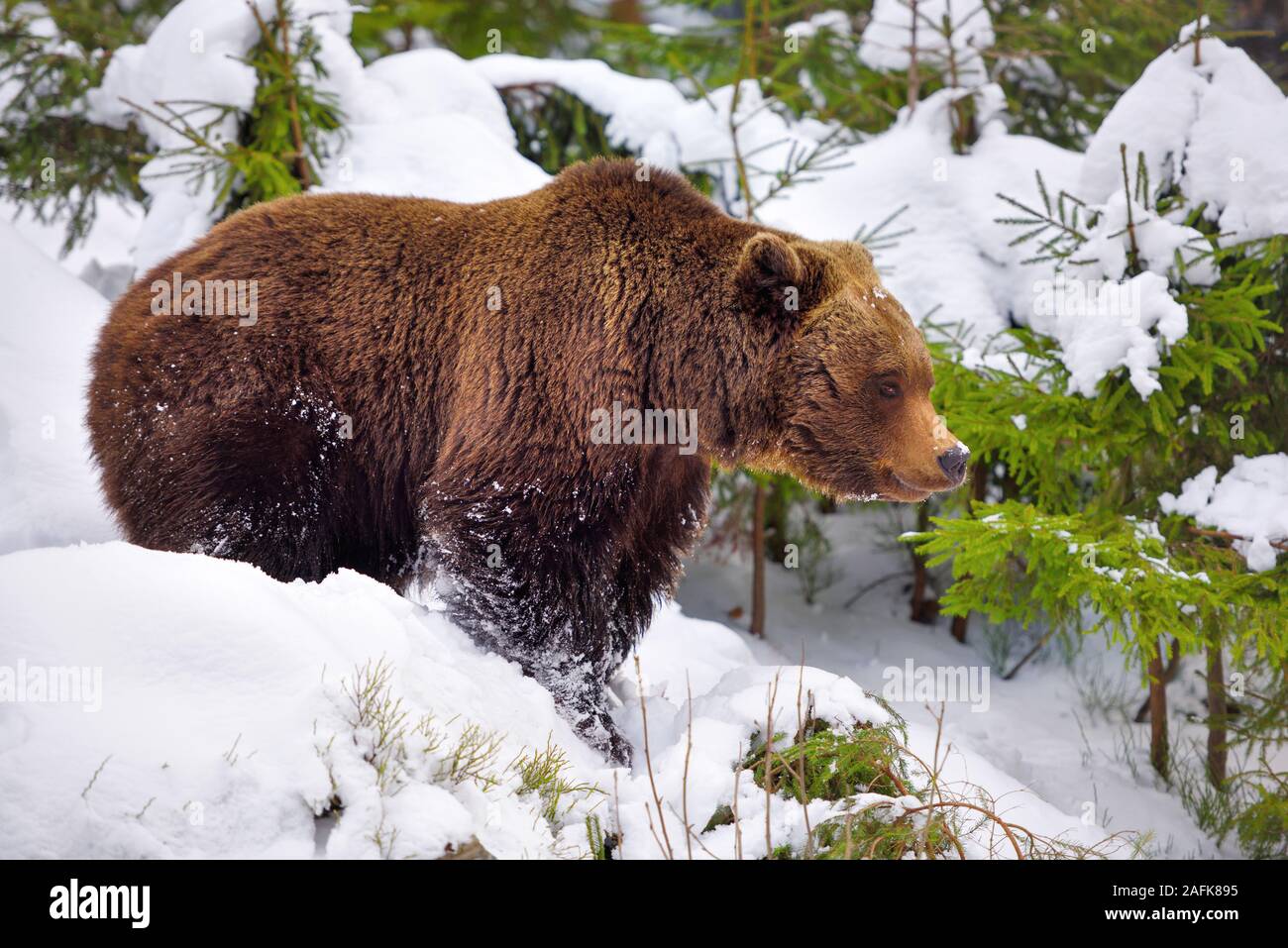 L'ours brun (Ursus arctos) dans son habitat naturel Banque D'Images