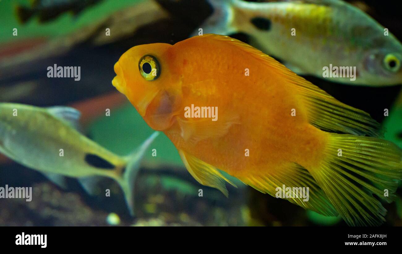 Poisson rouge dans un aquarium de près. Couleur Orange Banque D'Images