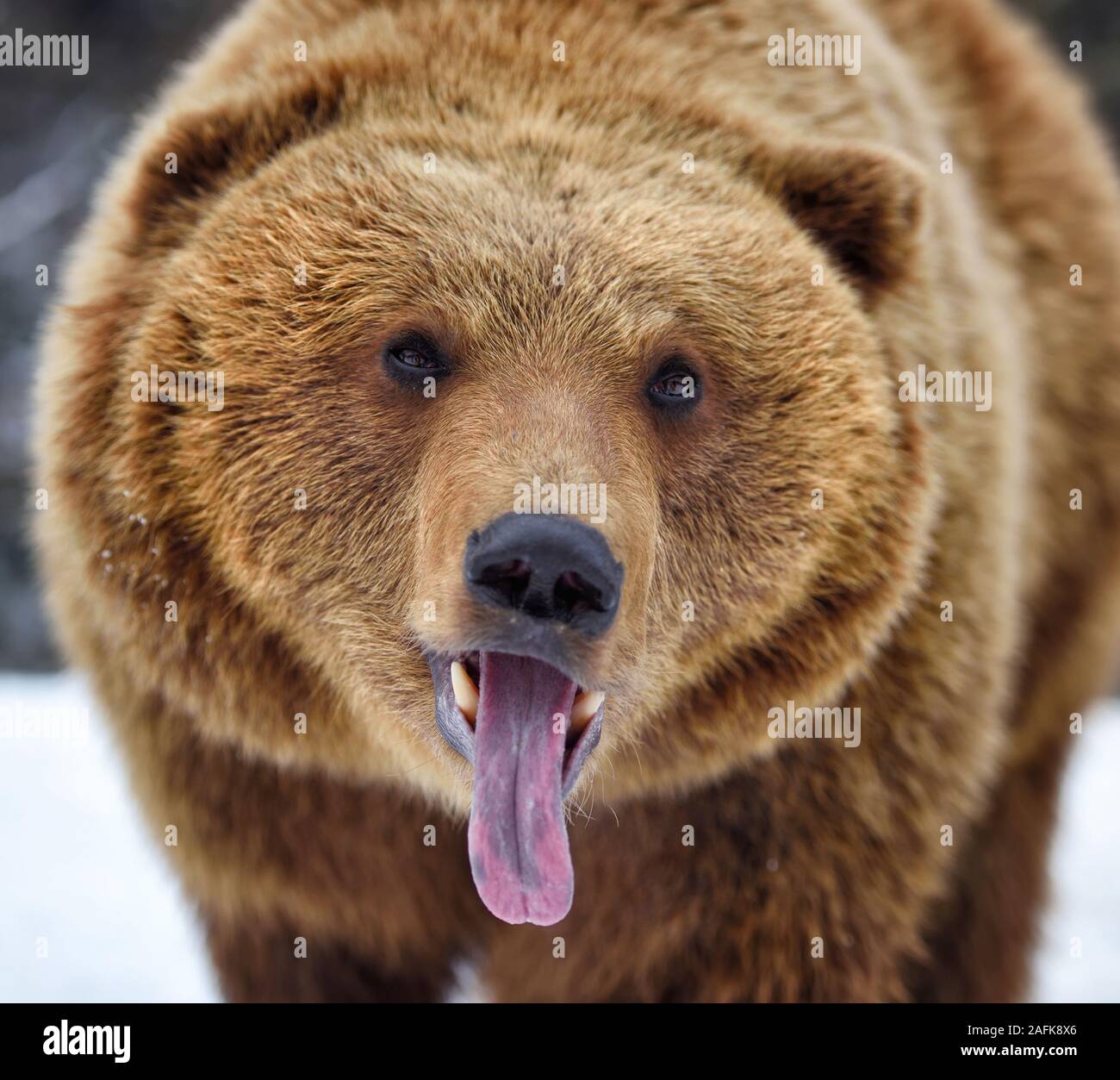 beau-portrait-de-l-ours-brun-ursus-arctos-photo-stock-alamy