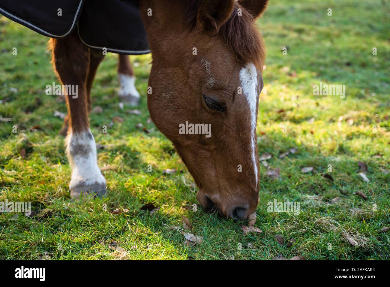 Le pâturage de chevaux sur l'herbe dans un champ dans la campagne britannique veste d'hiver froid Banque D'Images