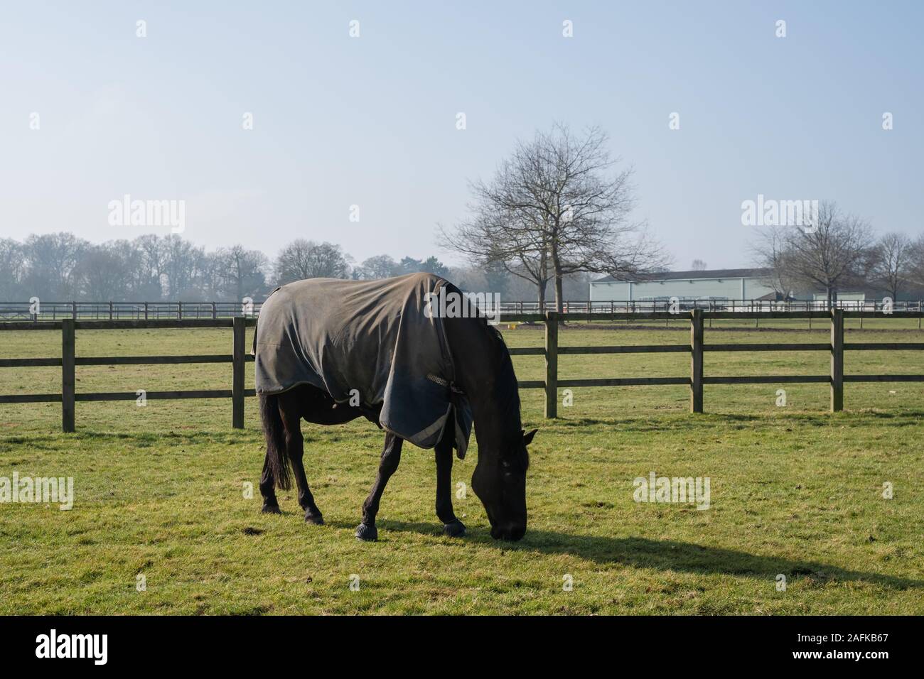 Le pâturage de chevaux sur l'herbe dans un champ dans la campagne britannique veste d'hiver froid Banque D'Images