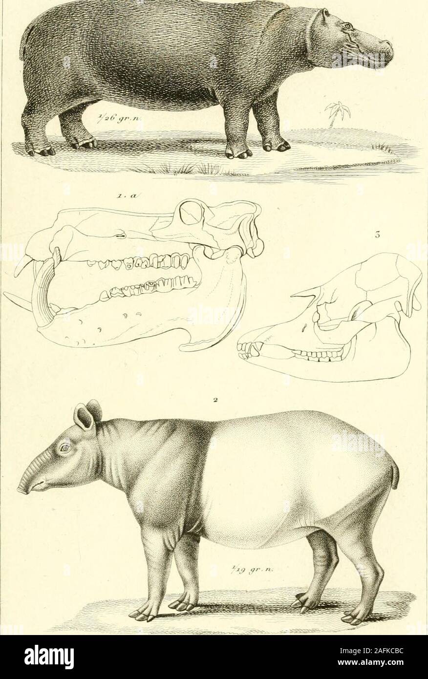 . Iconographie du règne animal de G. Cuvier, UO, Représentation d'après la nature de l'une des espèces les plus et souvent non encore figurées de chaque genre d'animaux : avec un texte descriptif mis au courant de la science : ouvrage pouvant servir d'atlas un tous les traites de zoologie. Ûuerïn e/^S. TrtzaiArv f i.^fytd Dicotyles /aii-.Cun.fi.A./^.j.^.^S-- une Ptacockoeres ^.."/J.f je.n.aii.3 ? Sus scro/à /loin. ii&gt ; SiafnJ (plat.j. 24.3. . Zconogr littJi^^UN ffne nimal. Mammt^^ère*, -fp. $q.. tnuyfin^ ef. Tmoi. Impfi/e/lemontl. (Riratul^^j ciu.j'anip/iiôùi^ d'hippopotame. 7.., ia. R. A.t.i.p^ia. Je Tapi Banque D'Images