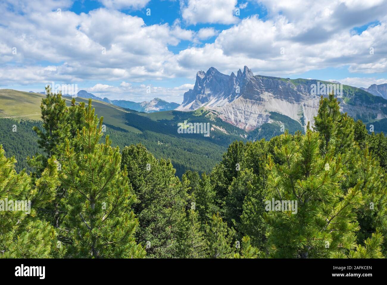 Les forêts de pins avec des sommets alpins dans l'arrière-plan Banque D'Images