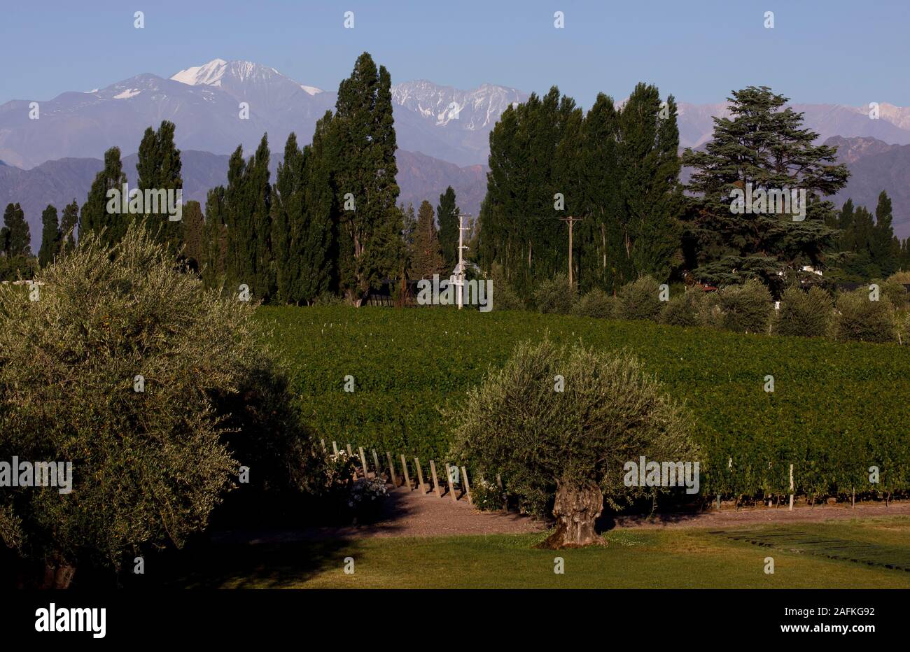 Les Andes tower sur les vignes dans le vignoble de l'Matervini Winery près de Perdriel, Argentine. Banque D'Images