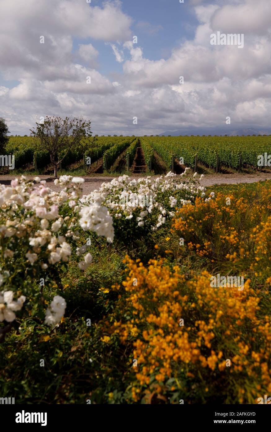 Les fleurs et le vignoble de Bodega DiamAndes à Vista Flores, l'Argentine, une partie du Clos de los Siete groupe d'établissements vinicoles. Banque D'Images