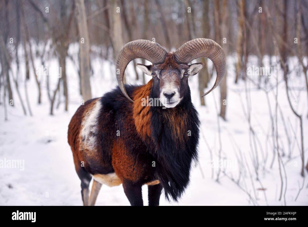 Mouflon (Ovis musimon) mâle dans la forêt d'hiver, l'animal dans l'habitat de la nature Banque D'Images