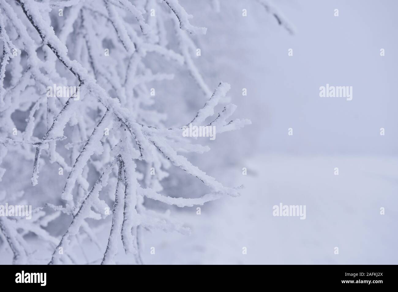 Fond d'hiver avec de la neige branches arbre. Hoarfrost on twig Banque D'Images
